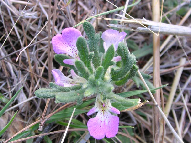 Due Ajuga dalle Murge ...